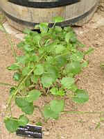 Senecio Angulatus (fam Asteracees) (Afrique du sud) (01) (Photo F. Mrugala)